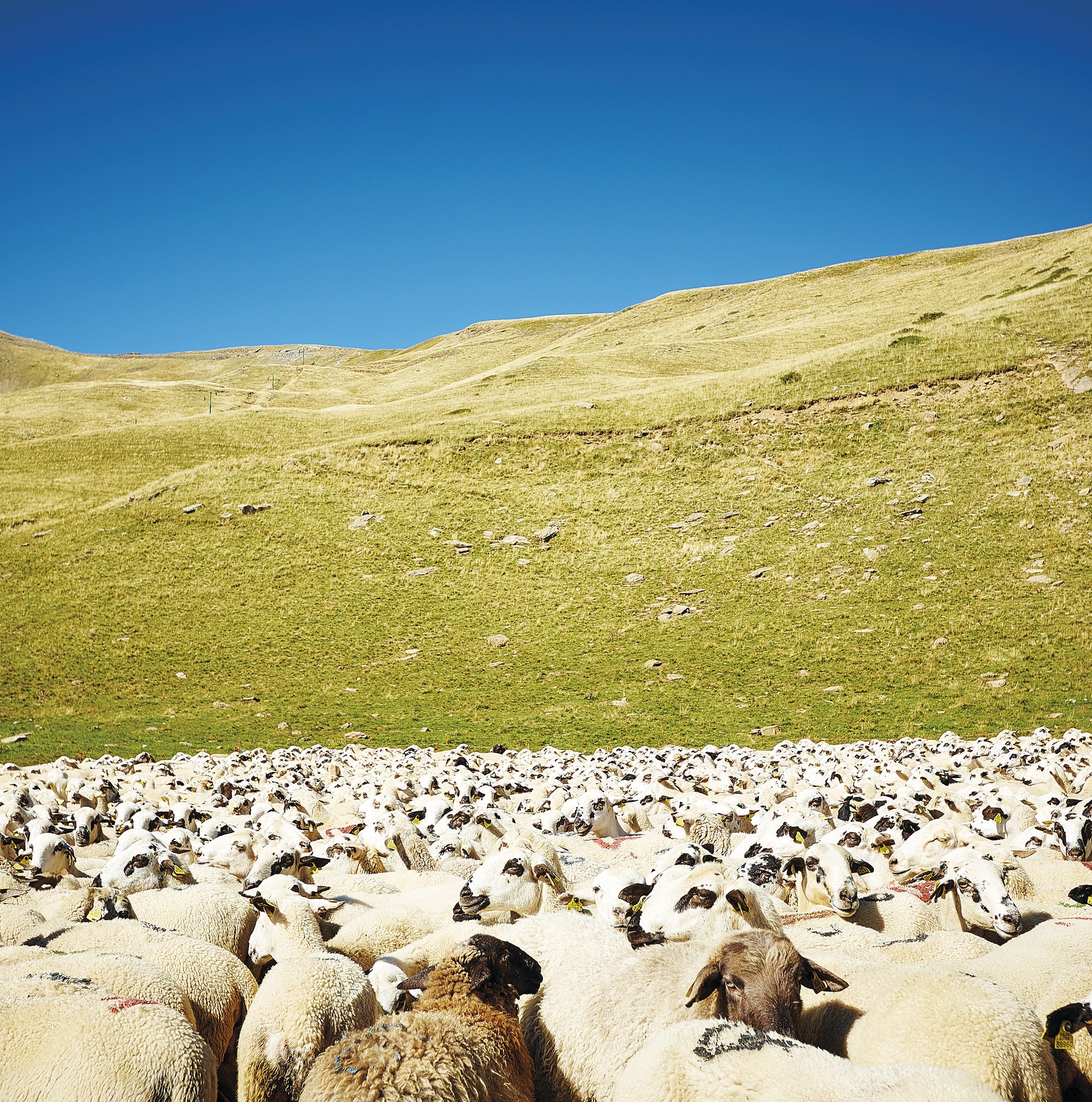 Schafe auf der Weide - Bei der Auswahl der Rohstoffe sind wir besonders kritisch und achtsam. Besonders bei Merionowolle ist das keine Selbstverständlichkeit.