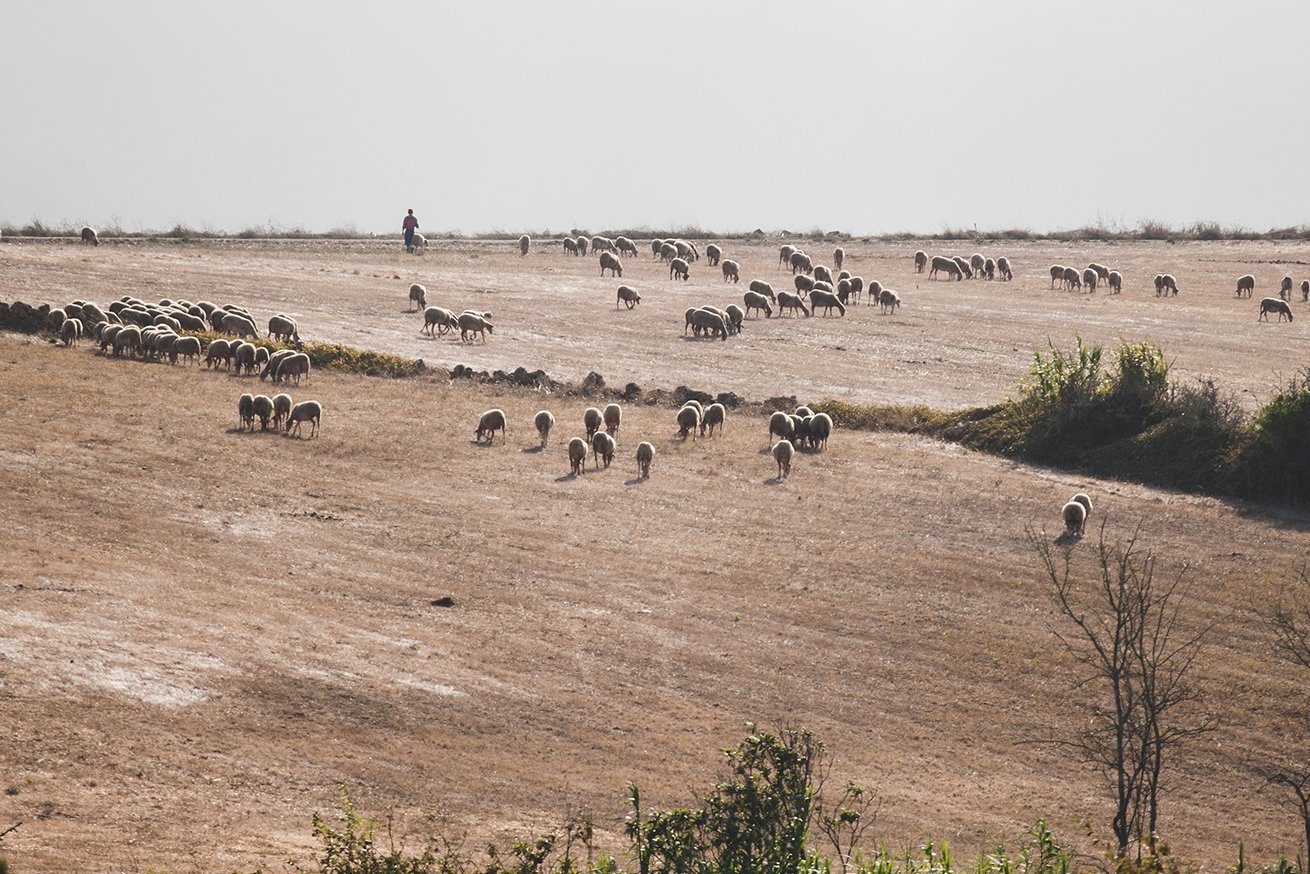 tierhaltung im einklang mit der natur - LANGBRETT