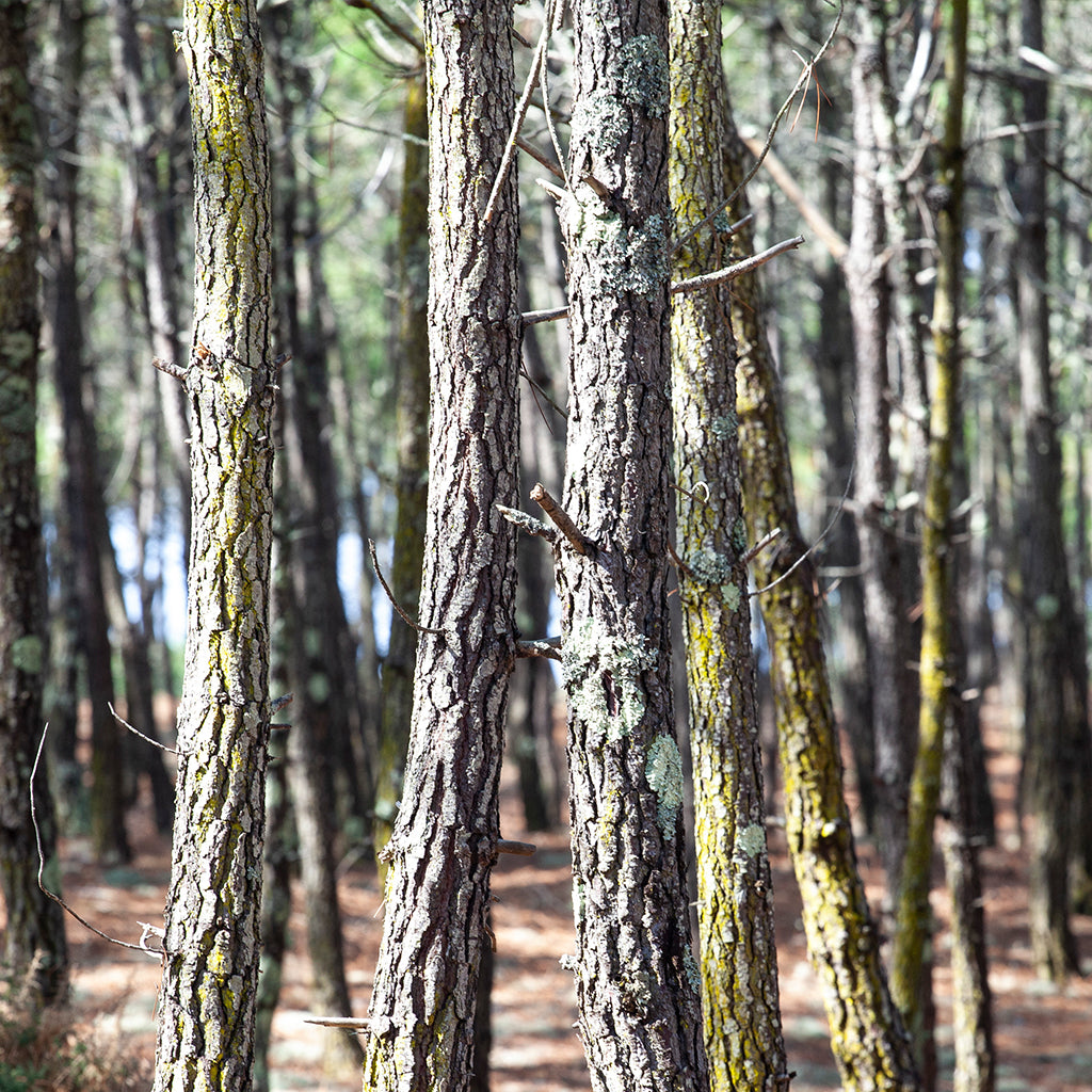 Wald aus Tannen mit grün/braunen Baumstämmen 